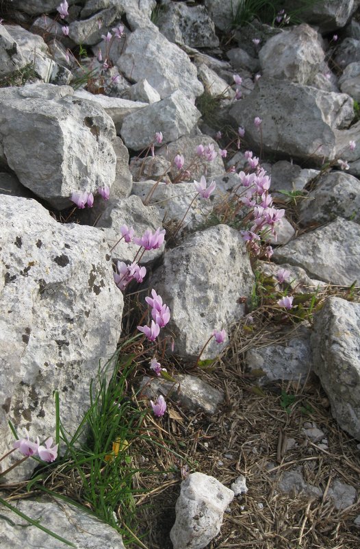 Дикие цикламены - Лариса (Phinikia) Двойникова