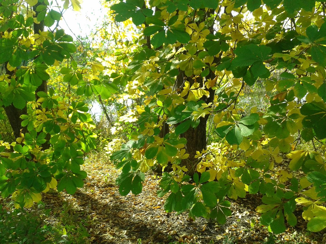 Осень в Ботаническом саду - наталия 