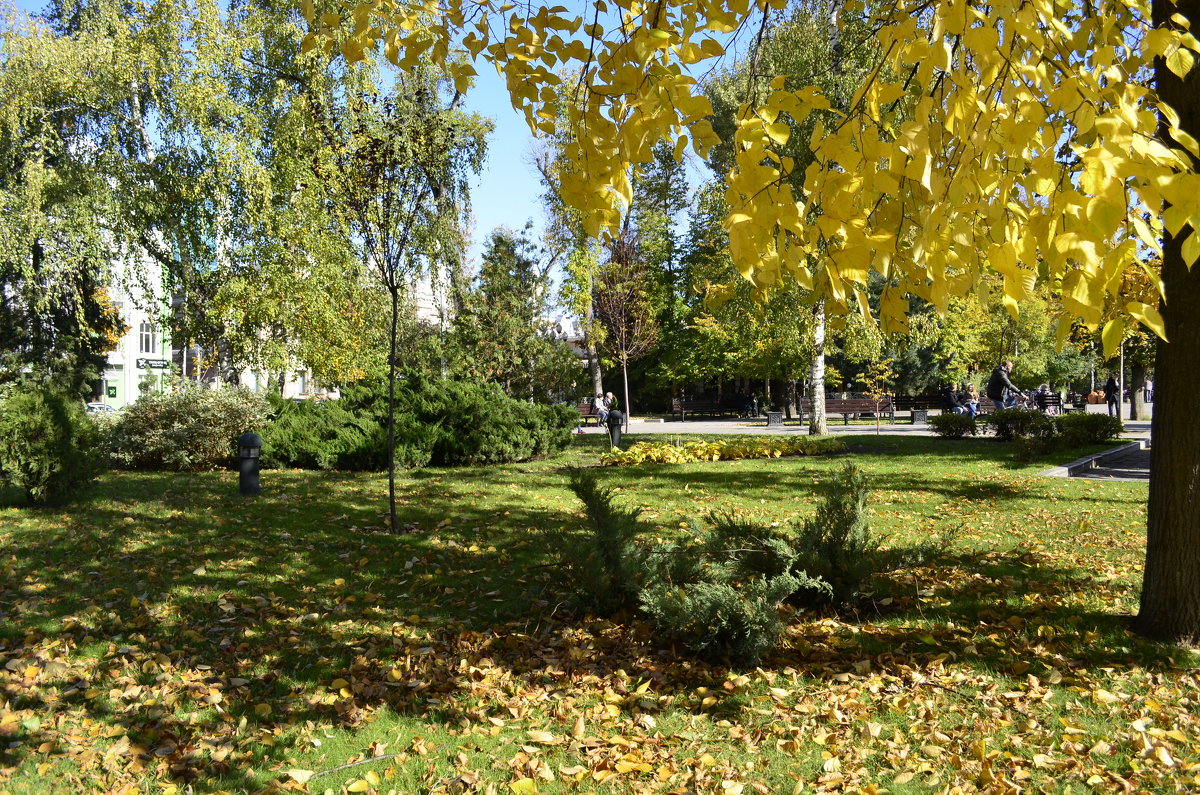 В Краснодаре осень... - Наталья Петракова