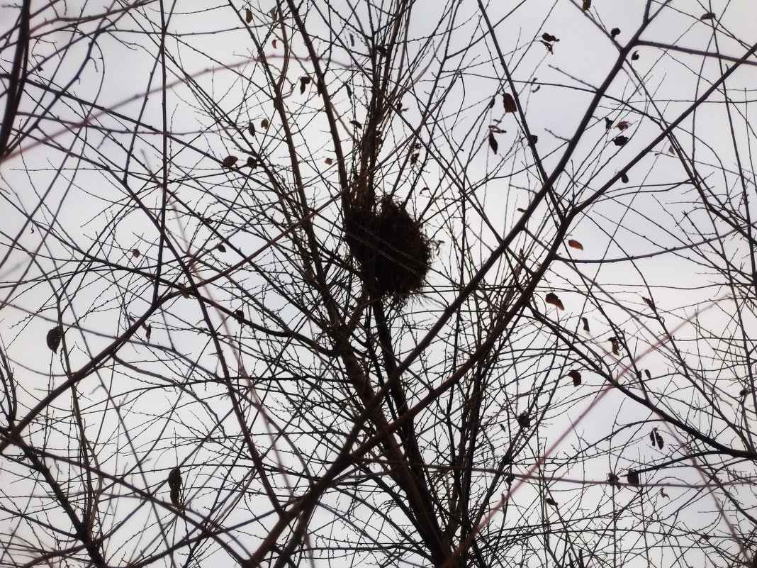 Гнездо на дереве - Татьяна Королёва