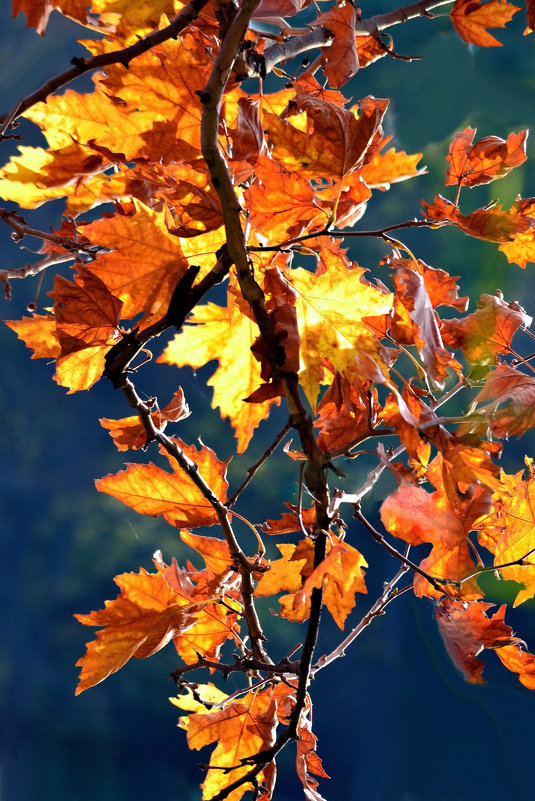 Яркими красками листья сверкают... - Nina Streapan