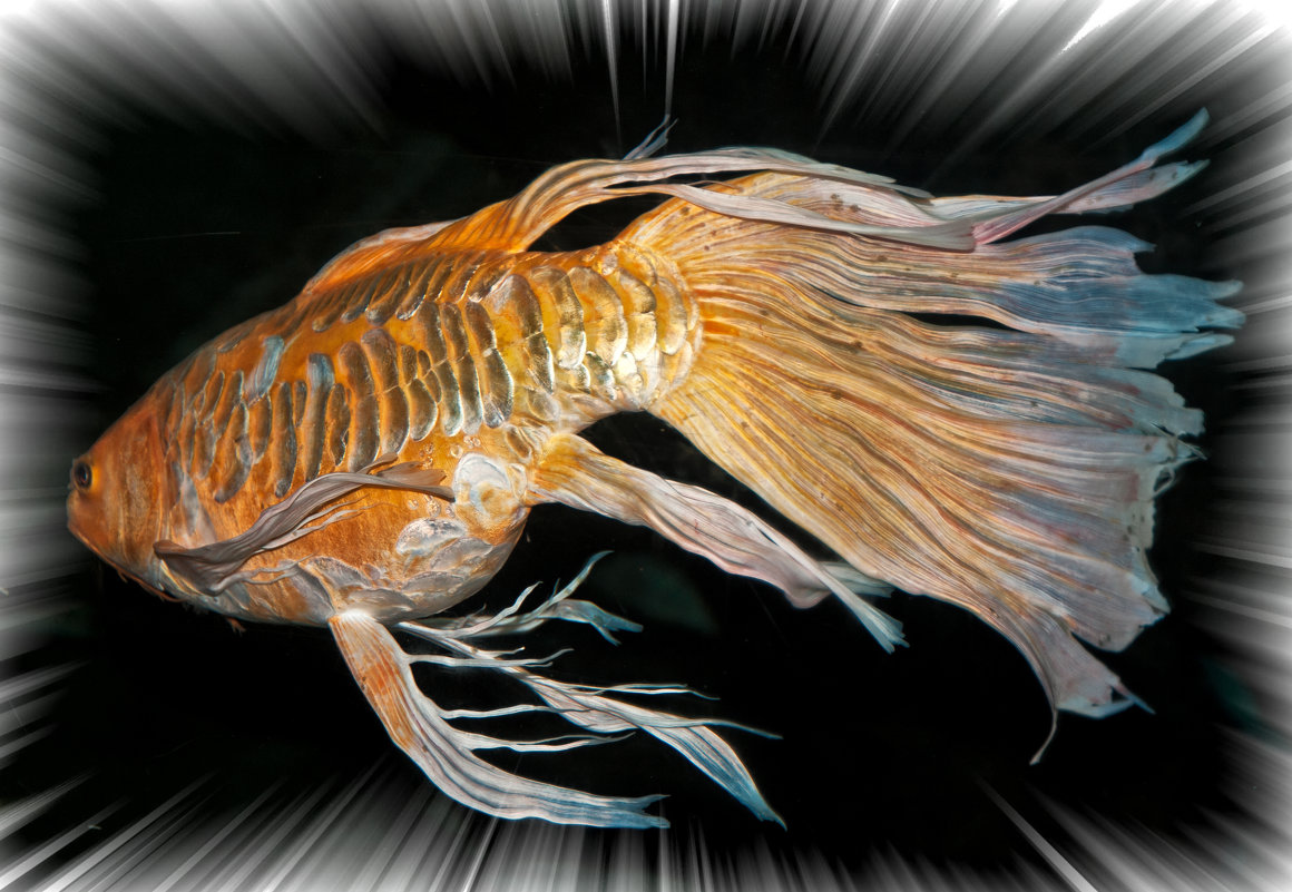Золотая Рыбка - Alexander Dementev