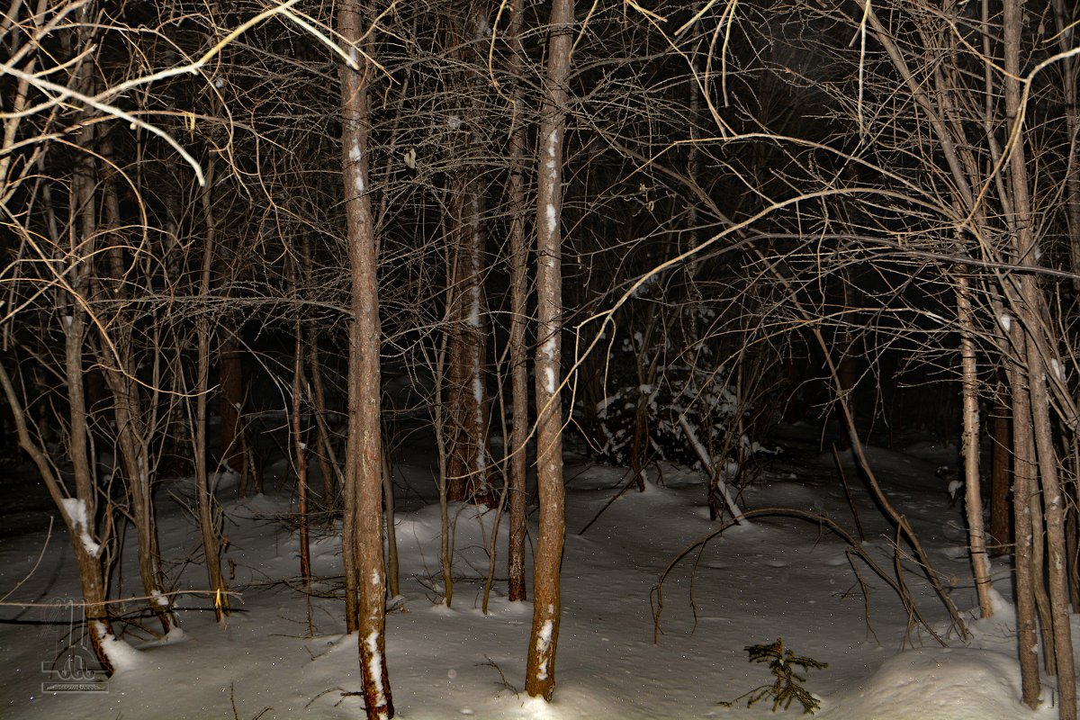 Из ночных прогулок по лесу - Сергей Шаврин