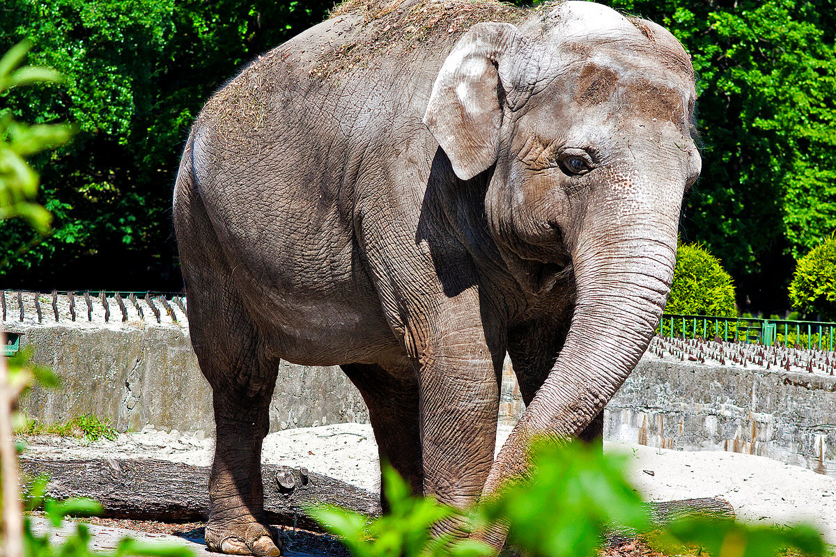 слониха в калининградском зоопарке - андрей поляков