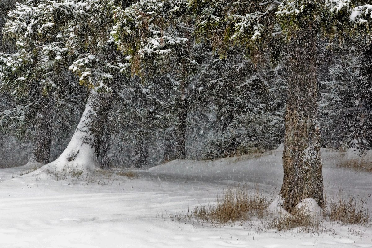 Снегопад в лесу - Александр Исаков