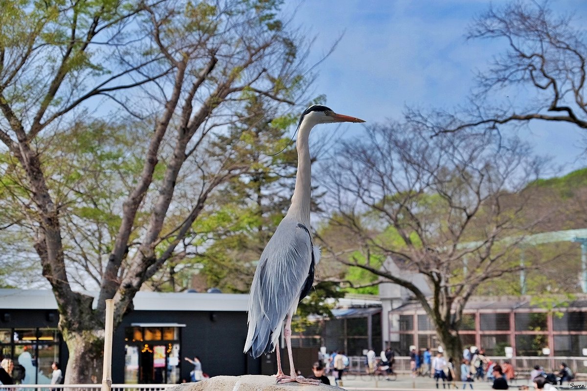 Зоопарк Нагоя Higashiyama Zoo - wea *