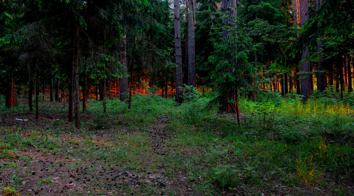 Вечером в лесу - Владимир Безбородов