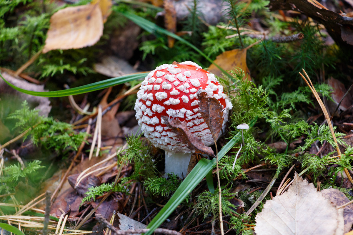 *** - Сергей Пасечник