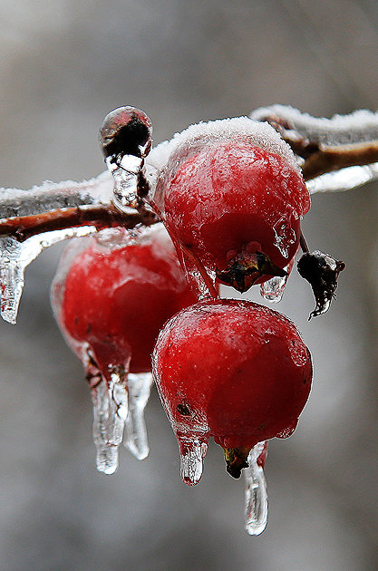 Ледяные яблочки - Анастасия Осипова