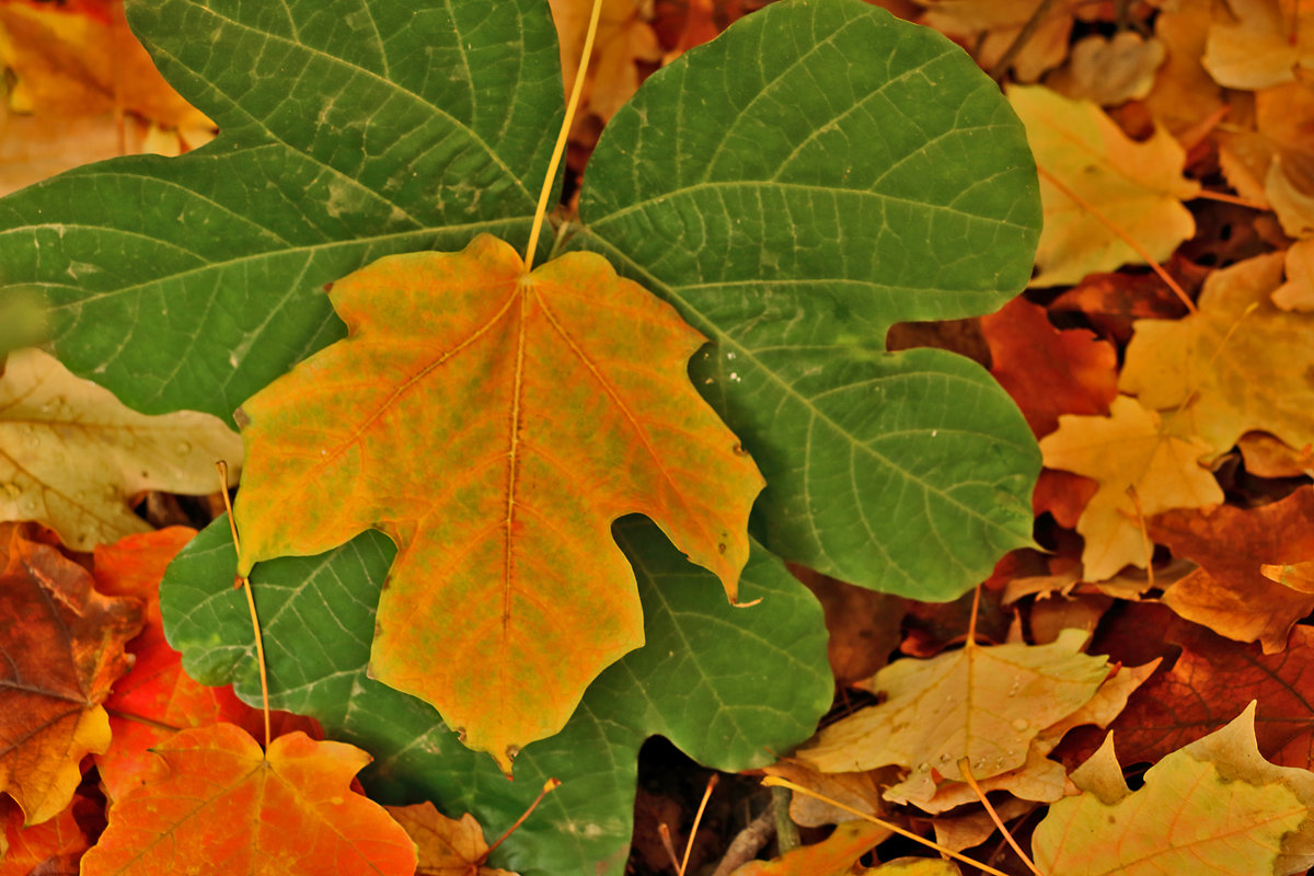 Осенние листья - Светлана 