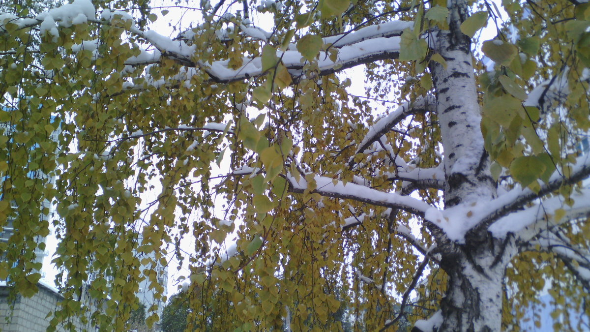 Береза под снегом - марина ковшова 
