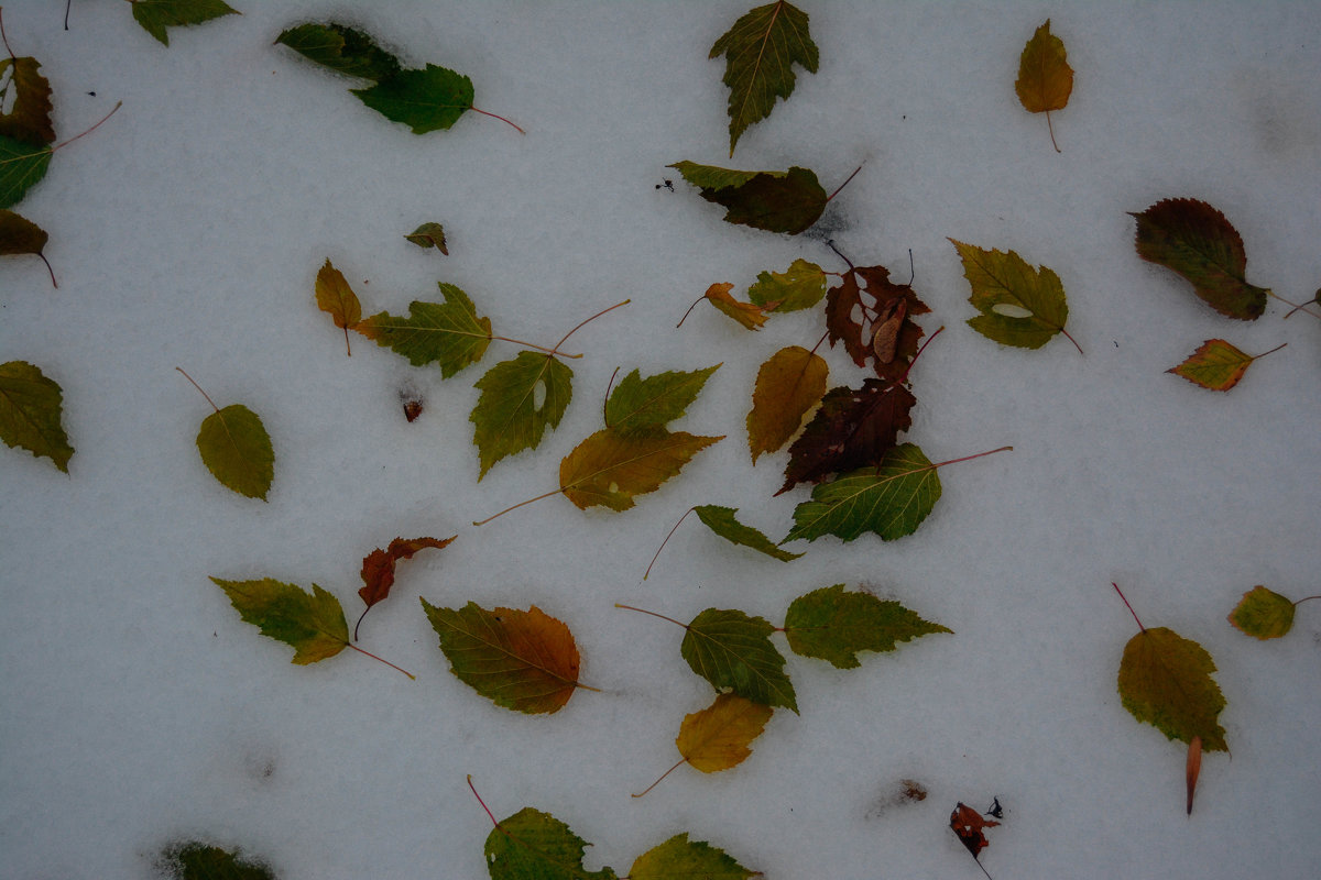листья на снегу - Света Кондрашова