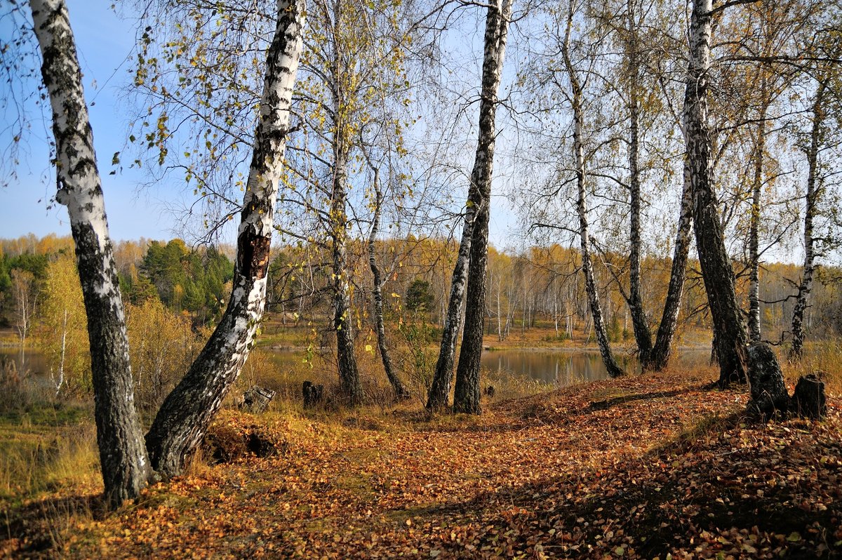 Осенняя зарисовка. - Андрей В.