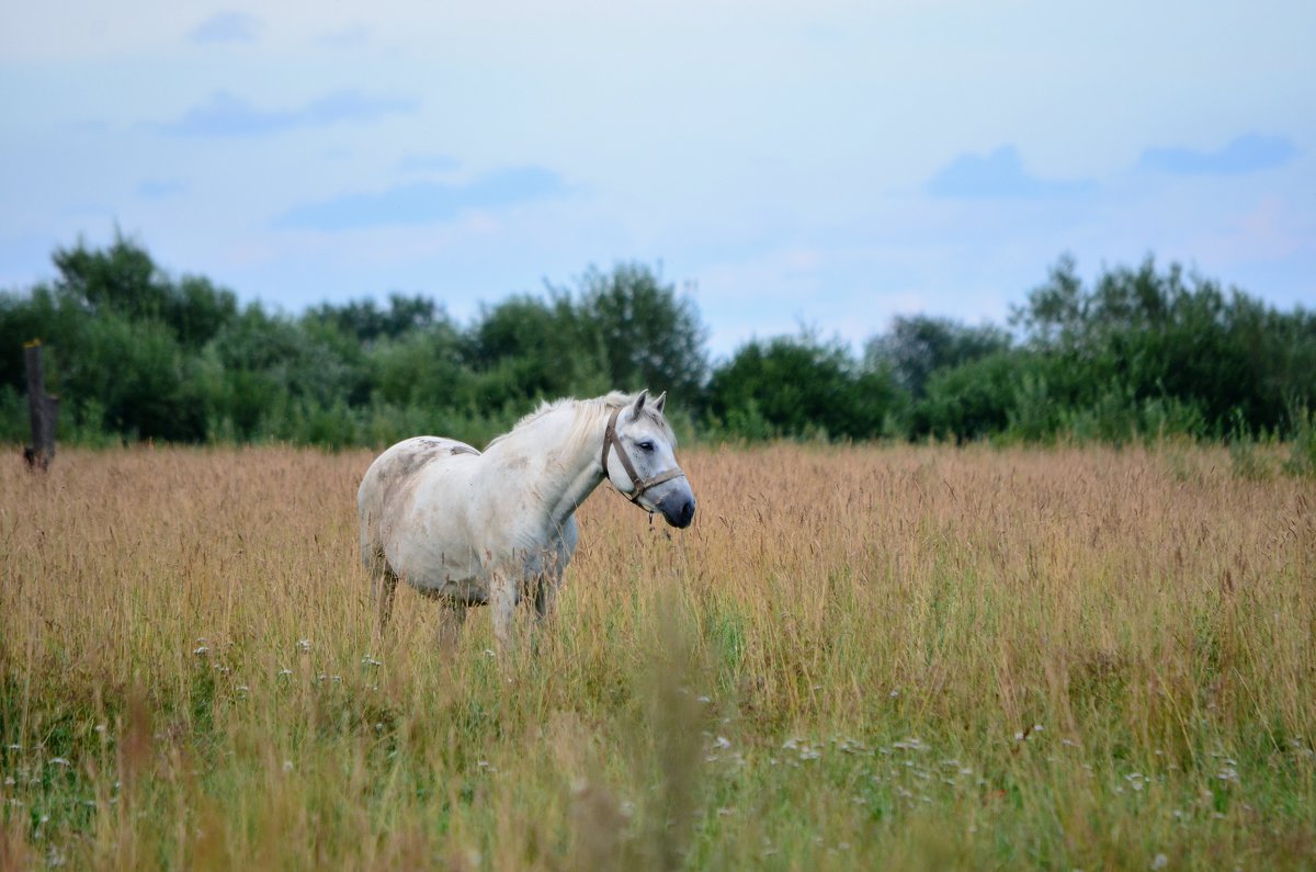 Белый конь в поле