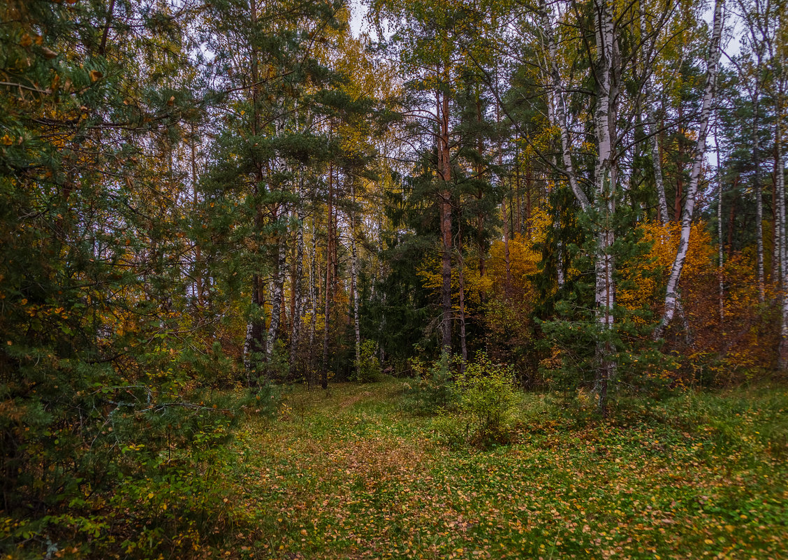 Леса Удмуртии осенью