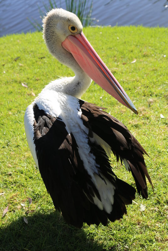 Австралийский пеликан (лат. Pelecanus conspicillatus). - Антонина 