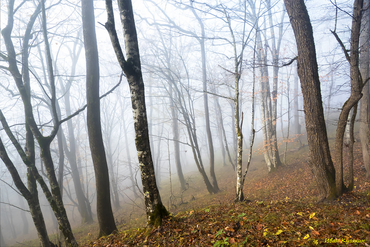 Осенний лес - Иван 