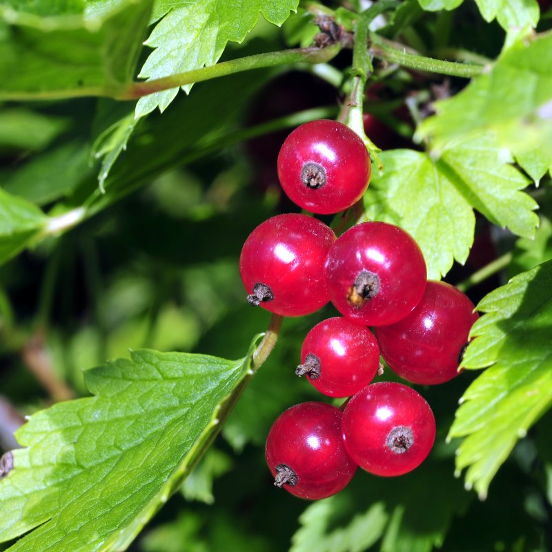 Bright picture of red currant among green leaves - valery60 