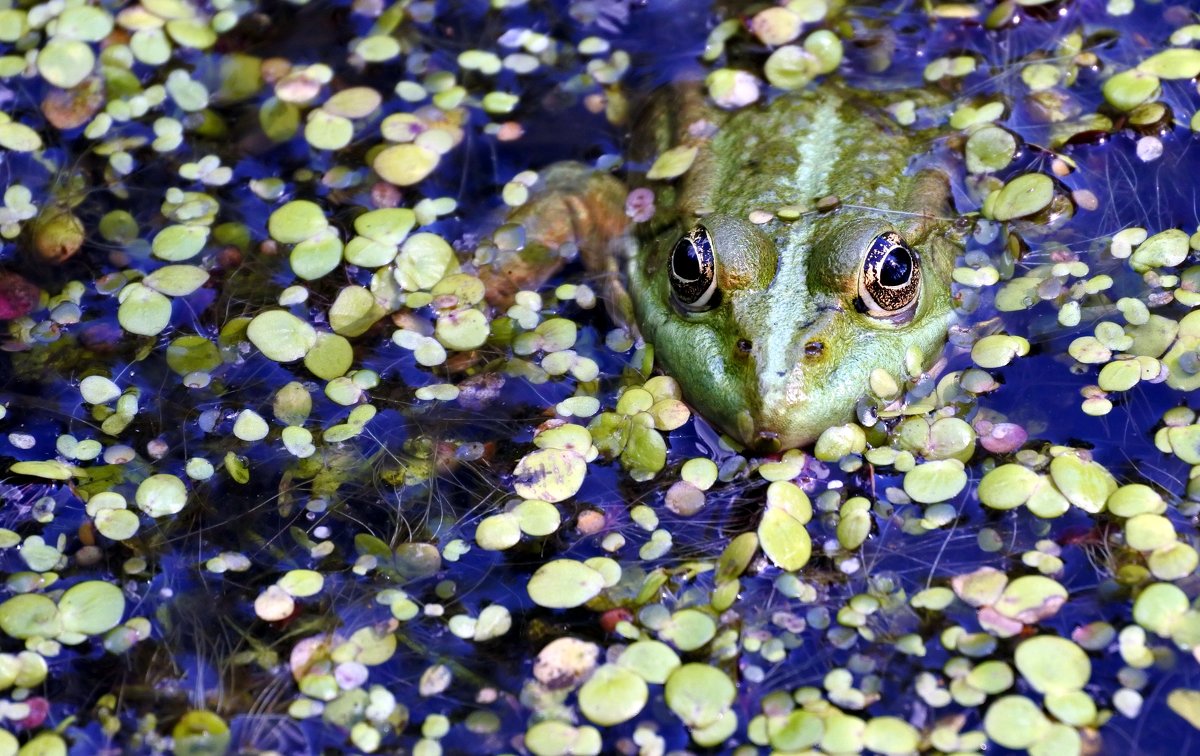 green frog in the lake, watching photographer - valery60 