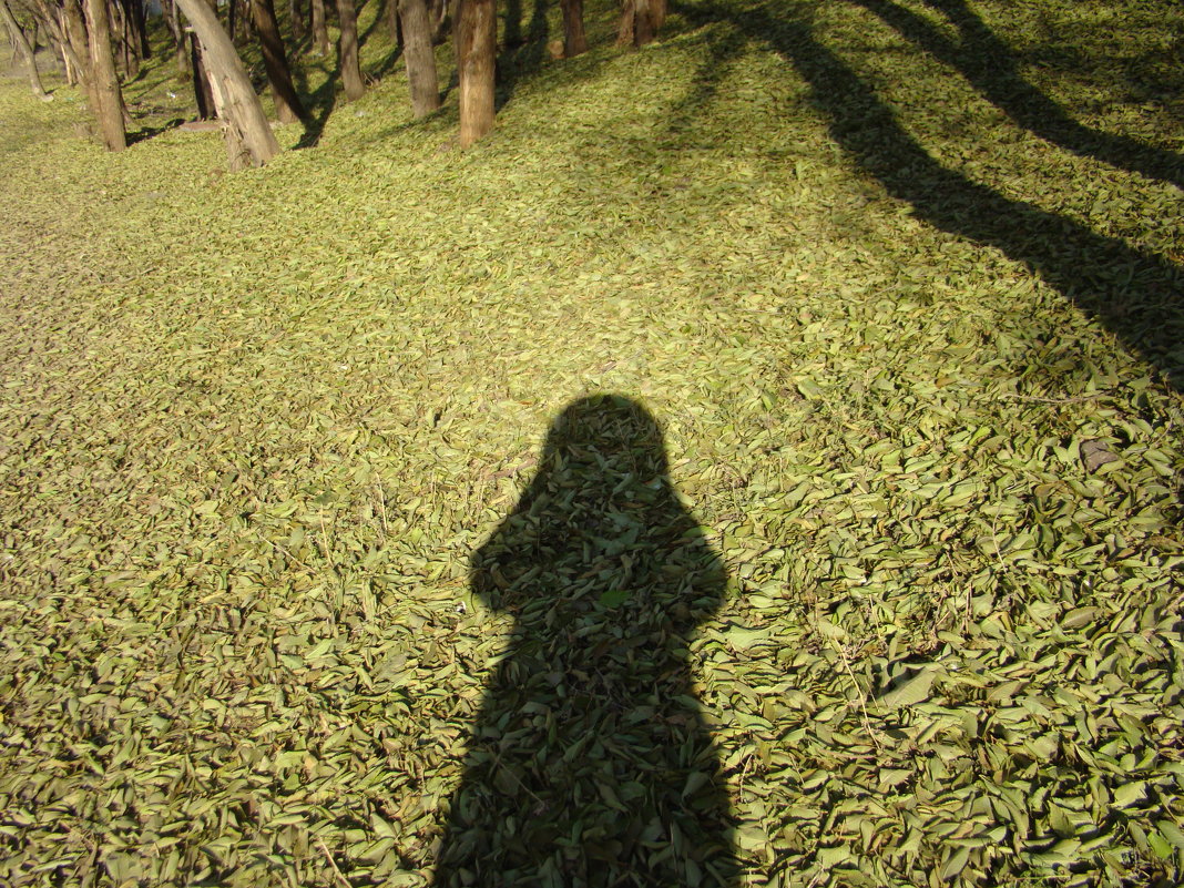Тени на ковре из листьев - марина ковшова 