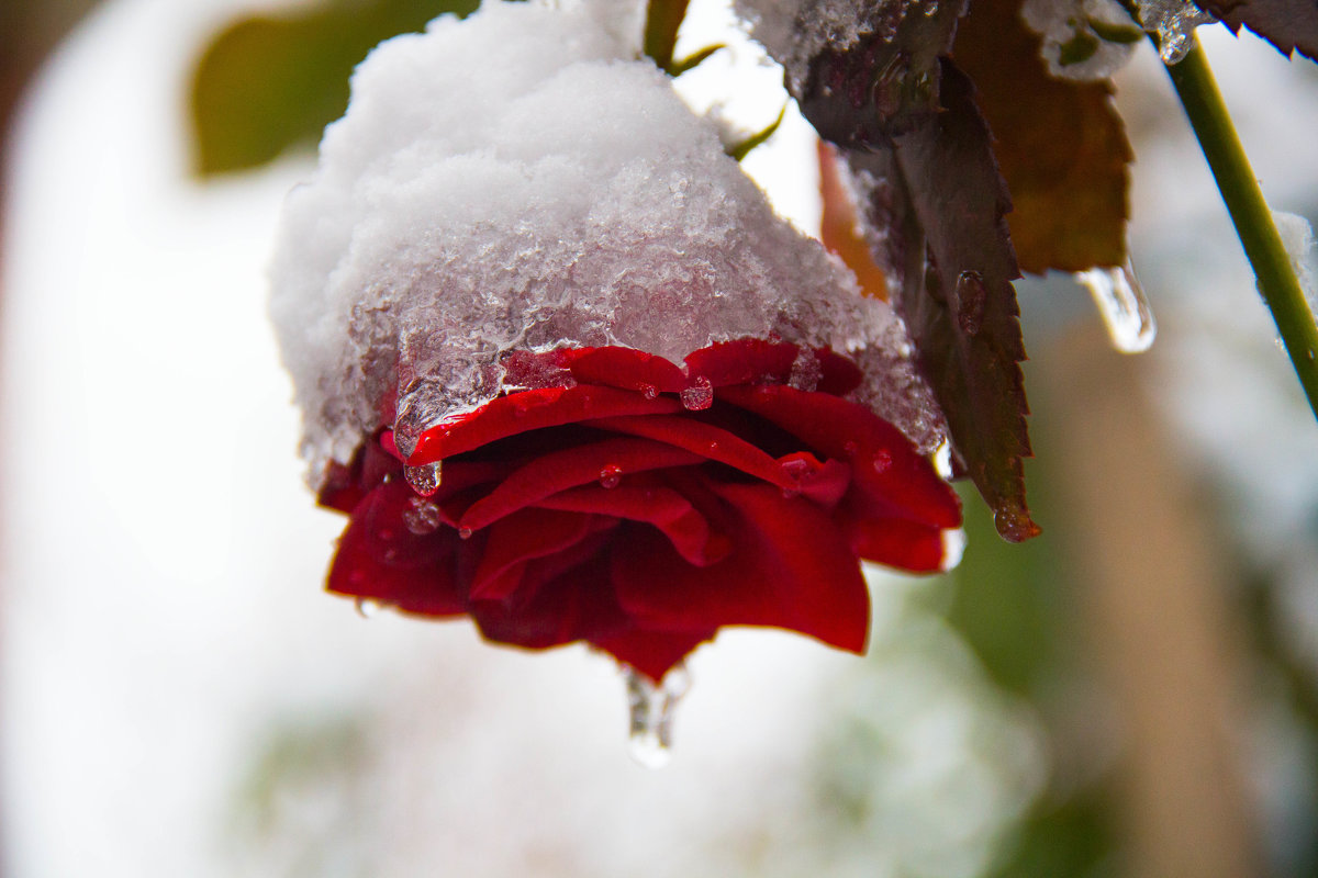роза в снегу - Елена Константиниди