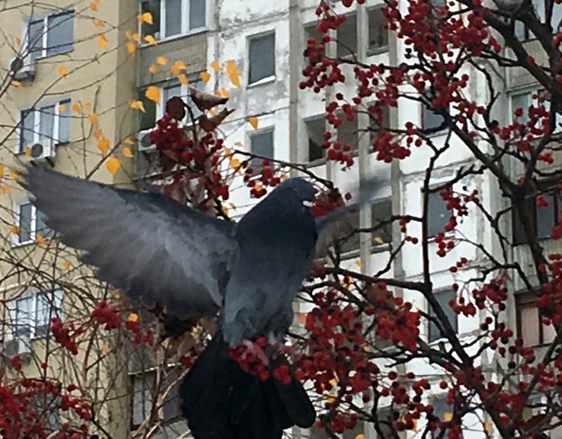 Зима и голуби - Сергей Рубан