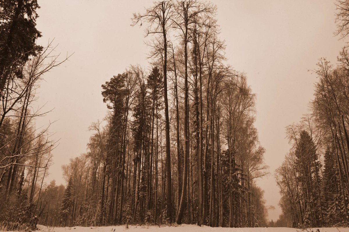Лес на пороге  зимы...   Ноябрь 2016 - Алексей Яковлев