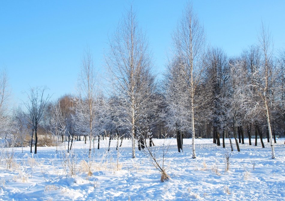 Заснеженные березки - анна нестерова