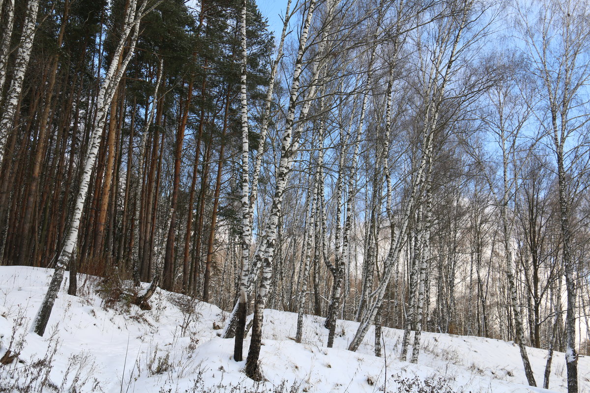 Ноябрь, зимний... - Владимир Холодницкий