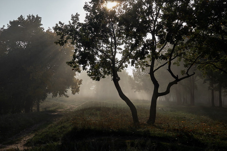 Trees in fog - Виктор 