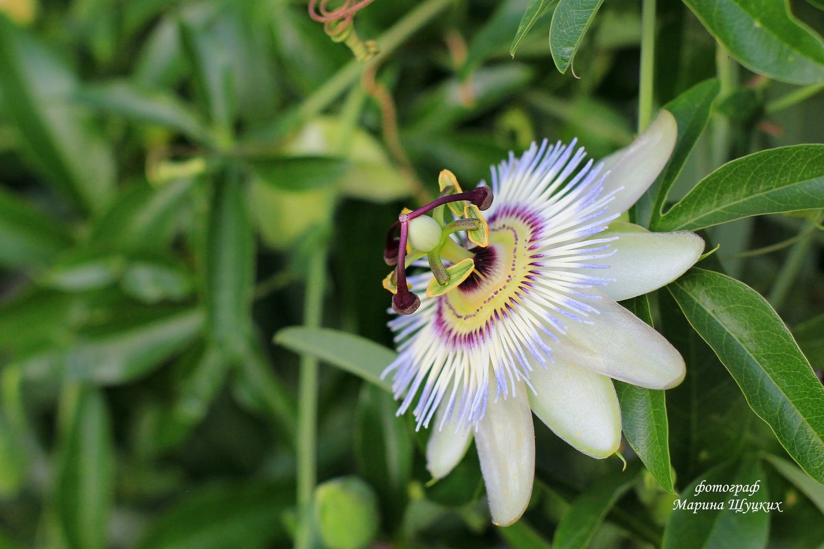 Пассифлора (Страстоцвет), (Passiflora).  – роскошная вечнозеленая лиана с невиданной красоты цветами - Марина Щуцких