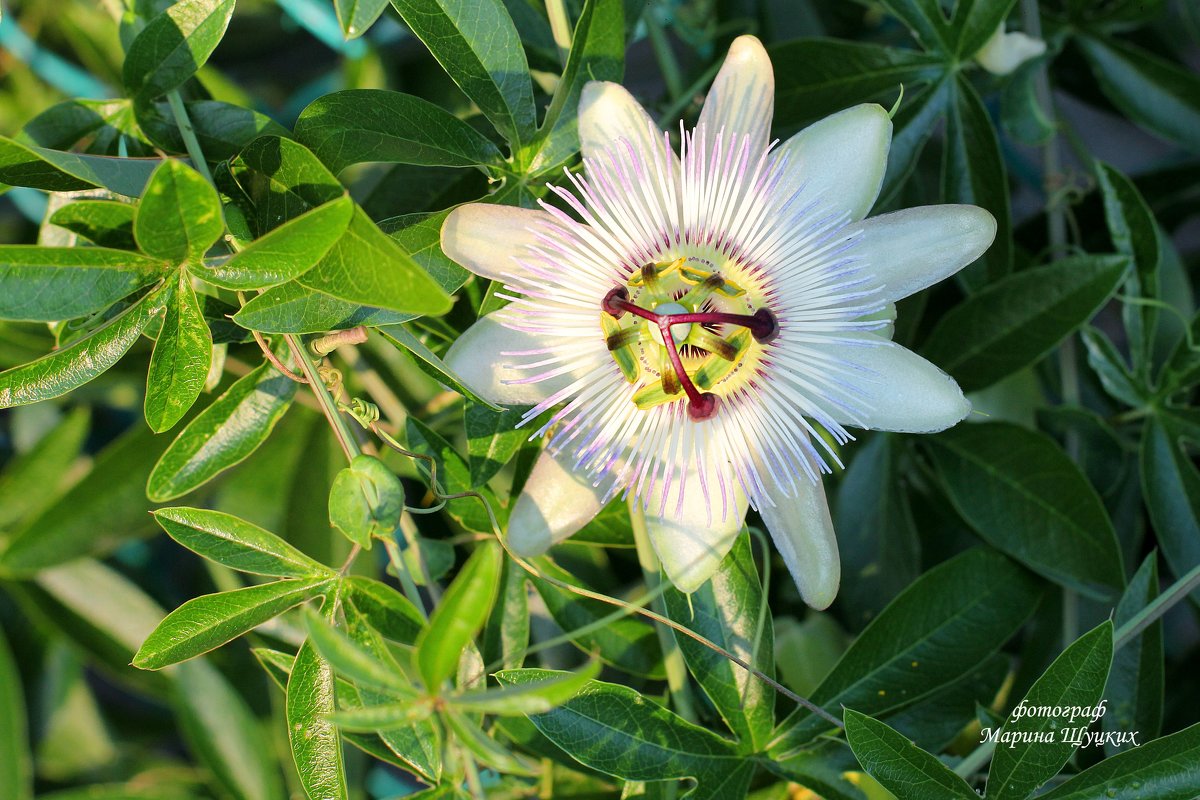 Пассифлора (Страстоцвет), (Passiflora).  – роскошная вечнозеленая лиана с невиданной красоты цветами - Марина Щуцких