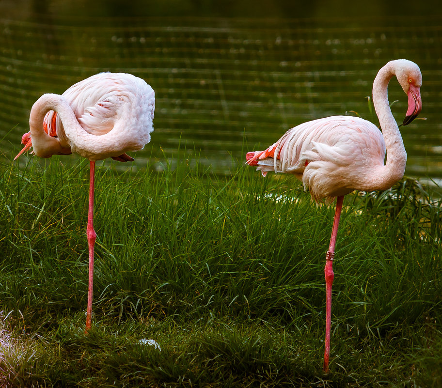 Просто фламинго - сергей cередовой