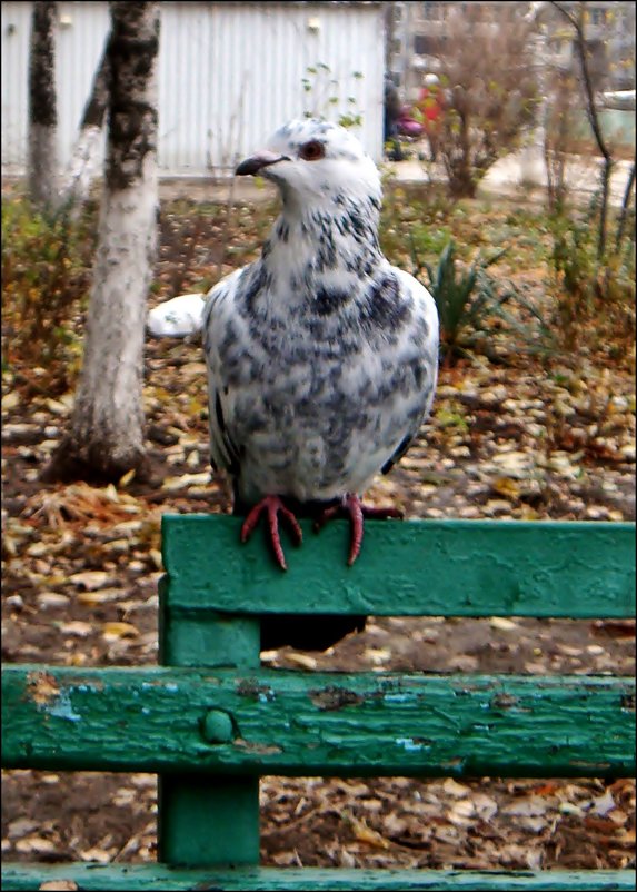 Чем не орёл?!.. - Нина Корешкова