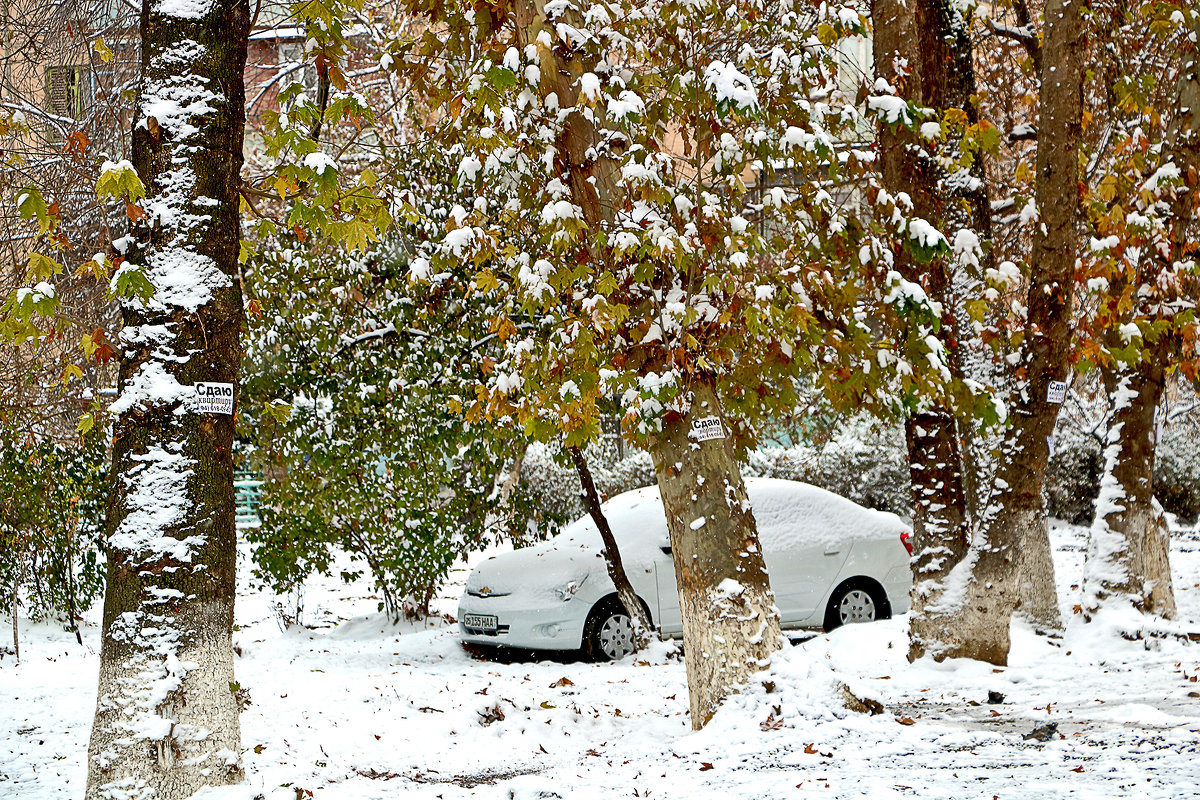 В Ташкент пришла зима (21 ноября) - Светлана 