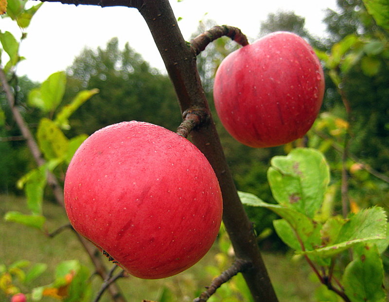 Лесные яблочки. - оля san-alondra