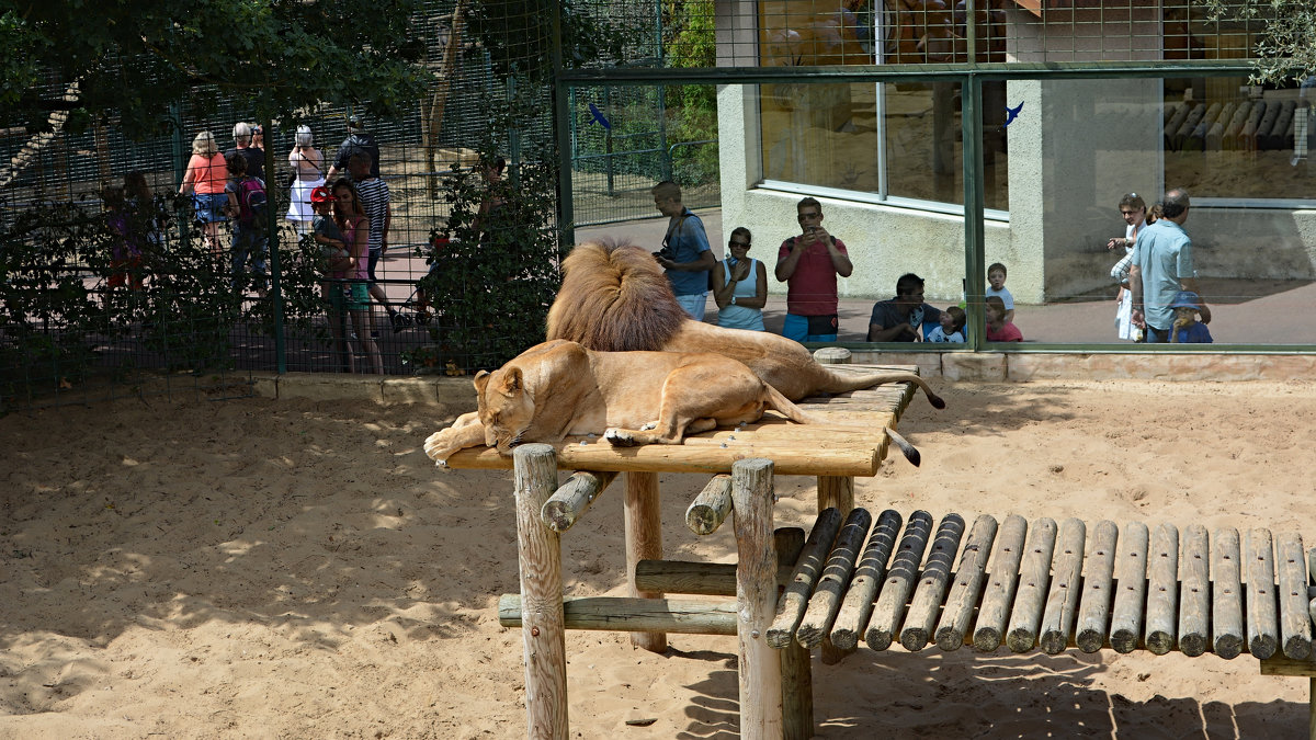 Парижский зоопарк - Radeey Teng