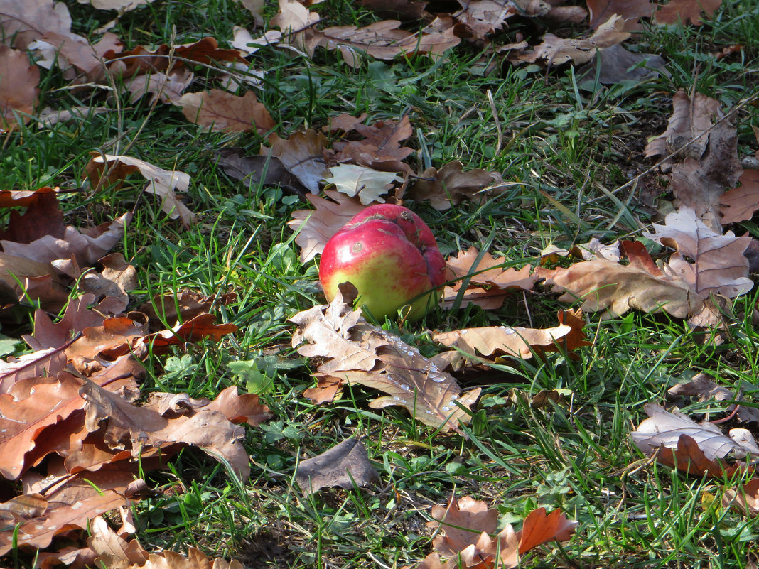 Яблоки на листья - Наталья (D.Nat@lia)