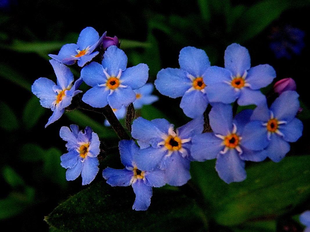 Очень мелкие красивые голубенькие цветочки. - Владимир Ильич Батарин