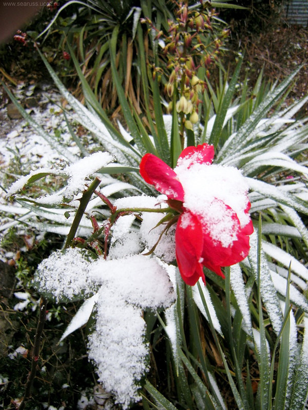 Алая роза в снегу - Руслан Newman