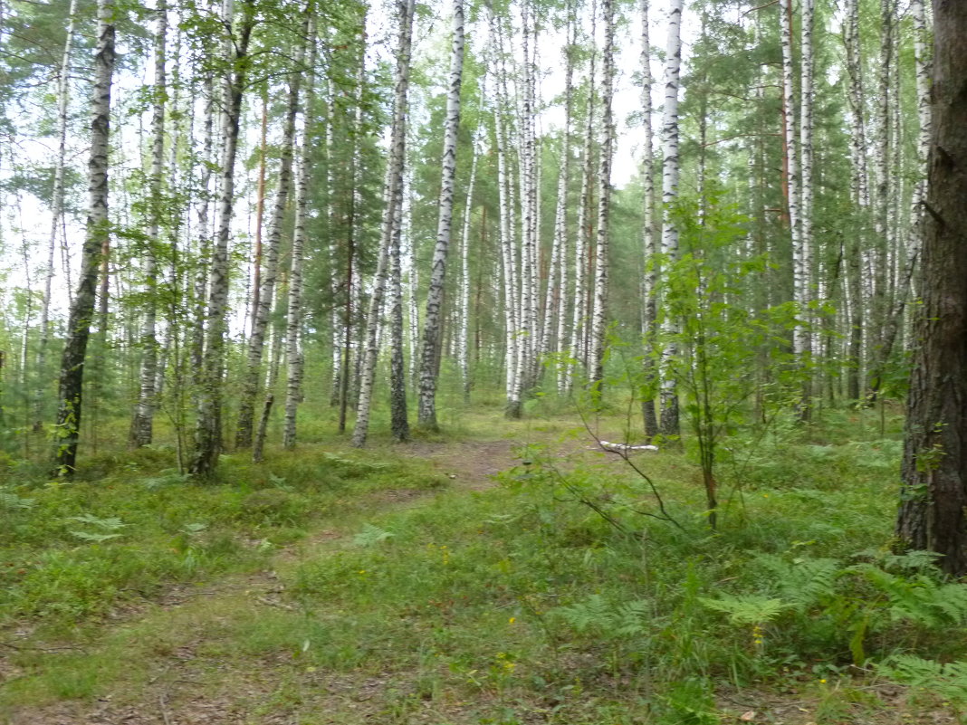 лес - игорь белезеко