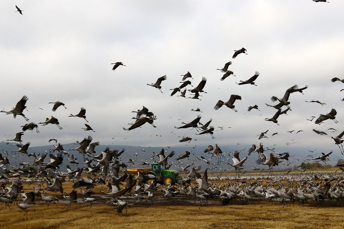 перелетные птицы в национальном птичьем заповеднике Хула расположенном на севере Израиля - vasya-starik Старик