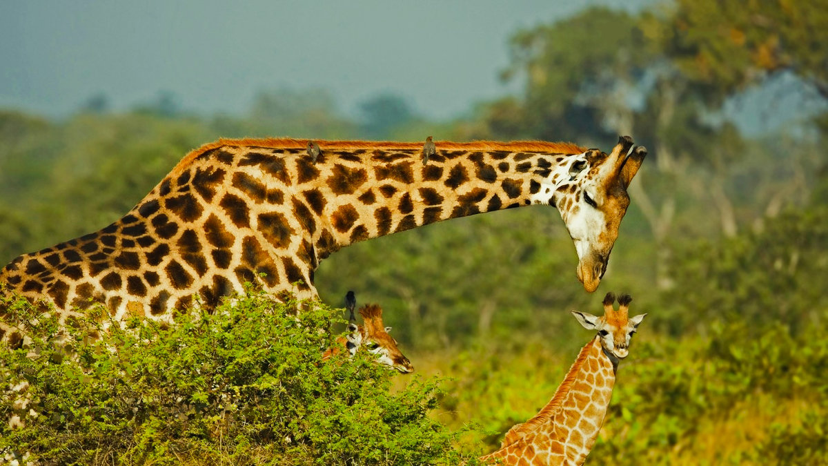 Мама-жираф с детками. Мгновения саванны - Valentina Ariel