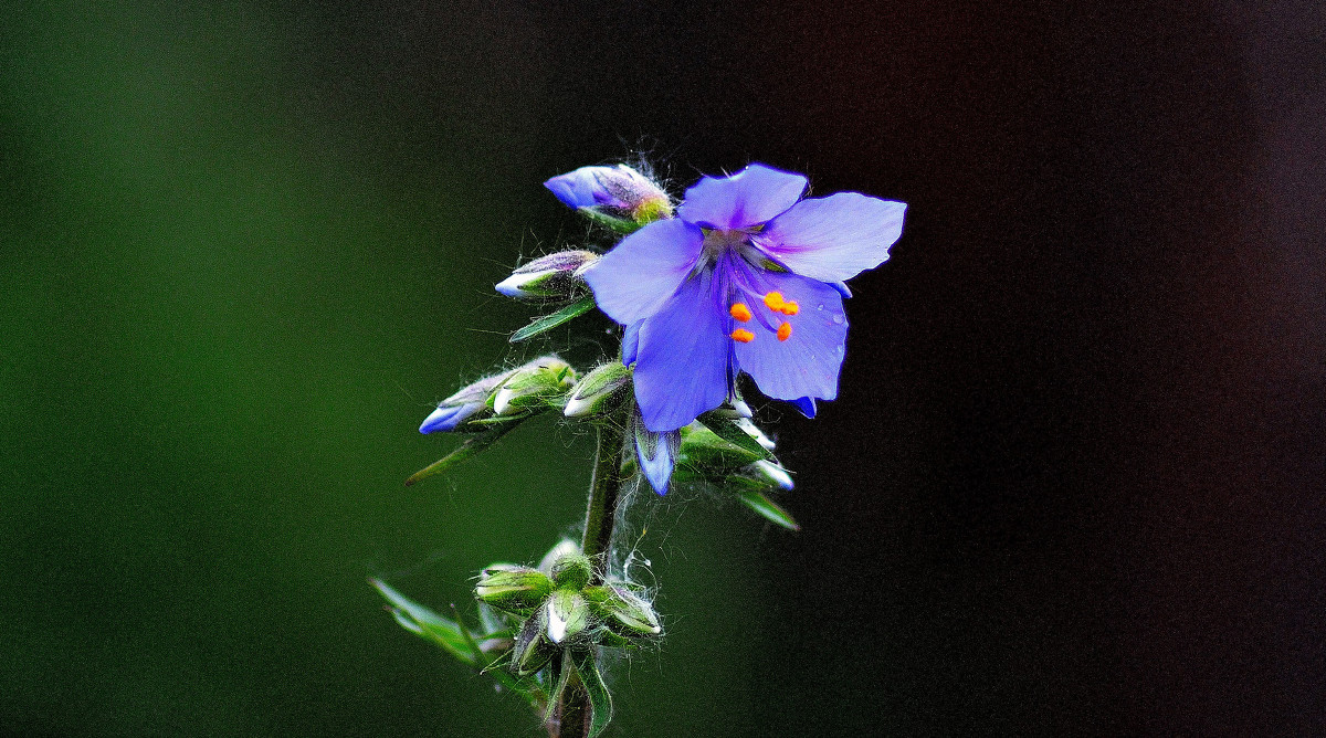 Синий цветок - Владимир Анакин