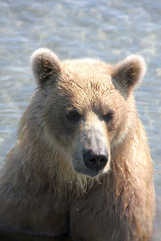 Портрет камчатского медведя - Ал Дэ