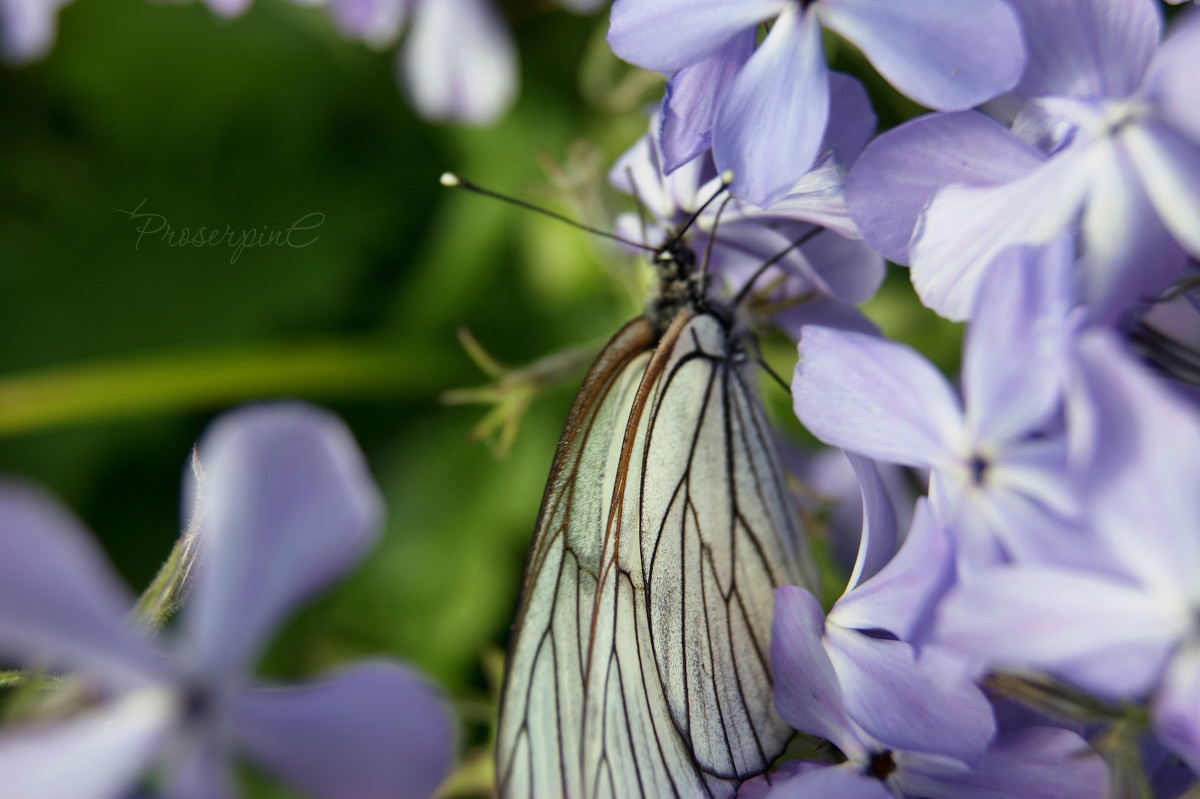 Бабочка в цветах - Анна Журавлева
