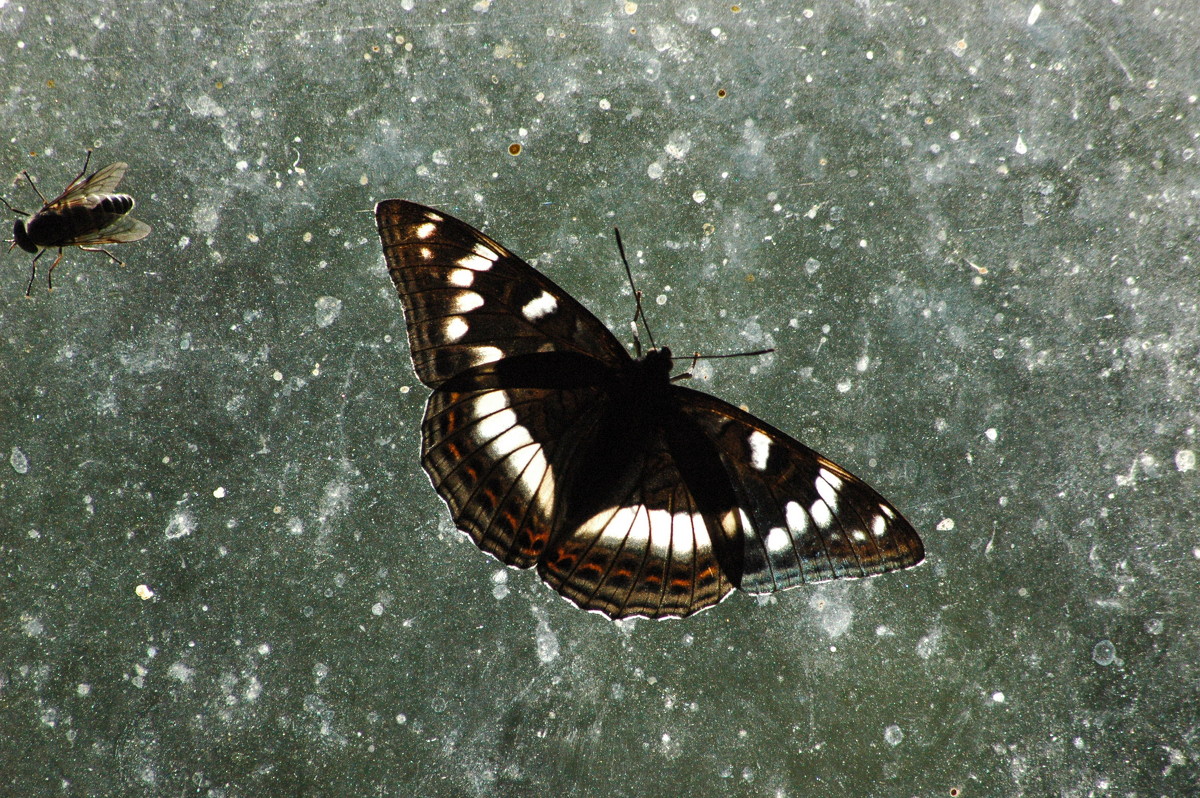 Бабочка - Натали V