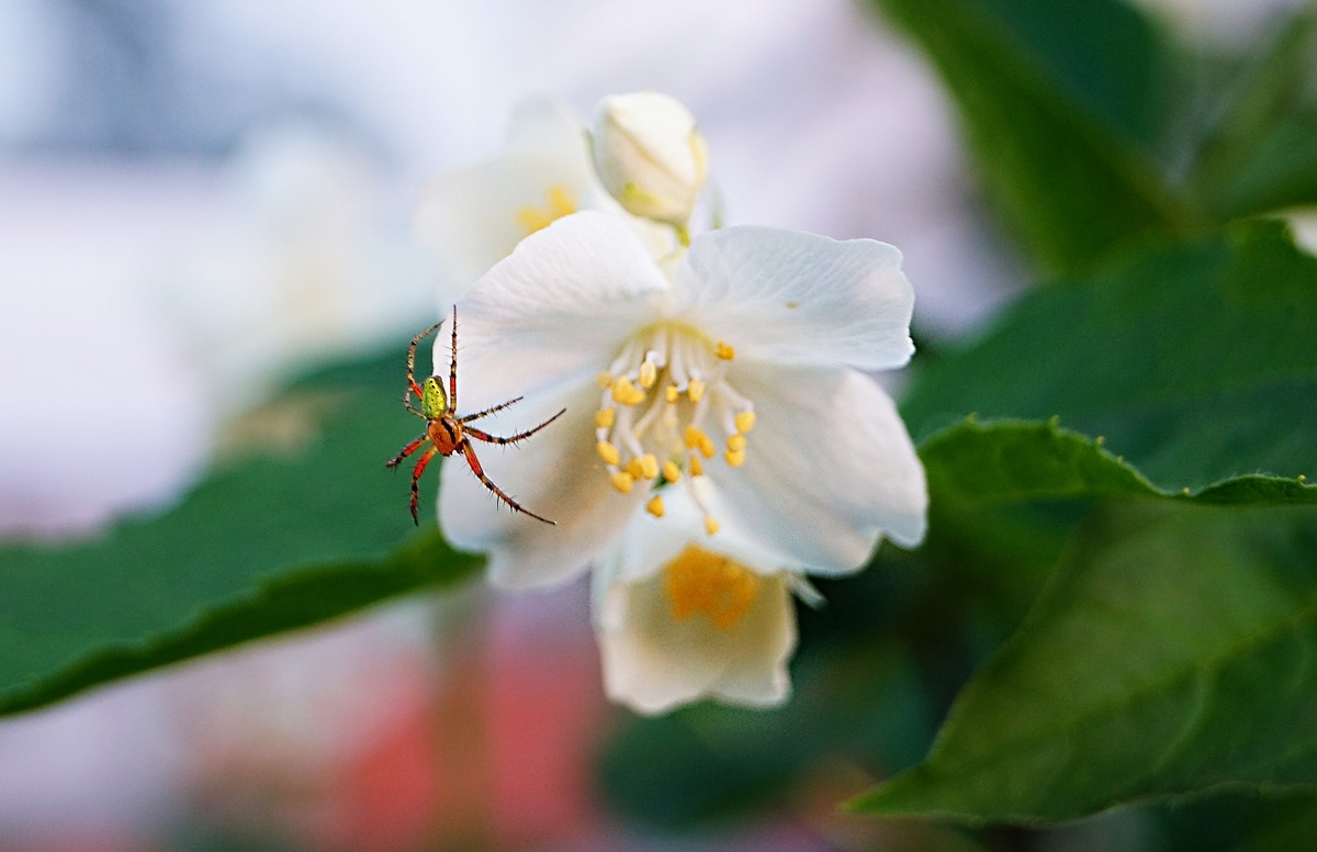 цветок и паучок - ольга кривашеева