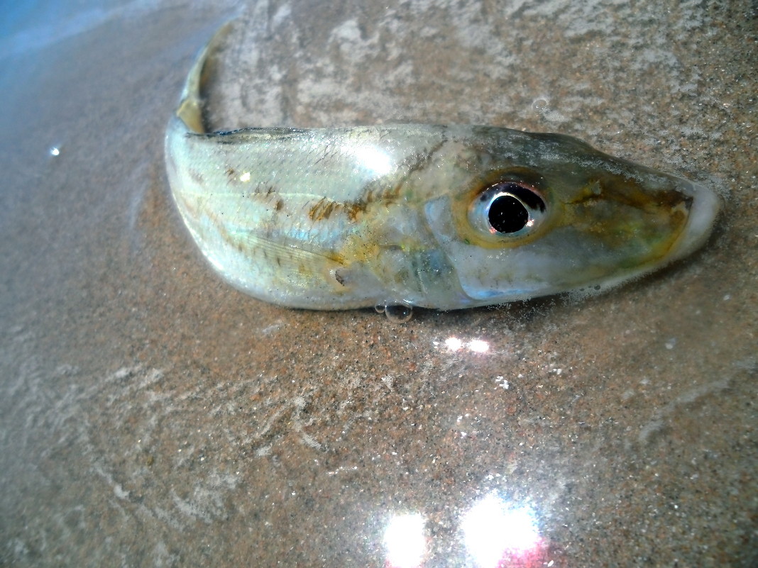 fish - Trollyamba fisenko