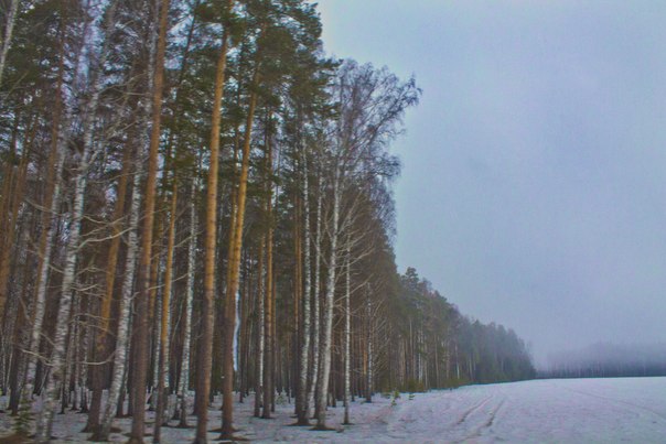 зимний лес - Мария Комарова